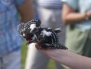 Click image for larger version. 

Name:	SH1990 -1007 04-Juvenile Great Spotted Woodpecker-Dendrocopos_major.jpg 
Views:	433 
Size:	300.0 KB 
ID:	14730