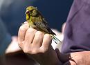 Click image for larger version. 

Name:	SH2002 -1007 04-Greenfinch-Carduelis_chloris.jpg 
Views:	426 
Size:	314.7 KB 
ID:	14731