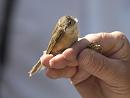 Click image for larger version. 

Name:	SH2208 -1007 04-Hosehill-Reed Warbler - I think.jpg 
Views:	409 
Size:	269.2 KB 
ID:	14732