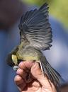 Click image for larger version. 

Name:	SH1740 -1007 04-Juvenile-Great Tit-Parus_major.jpg 
Views:	440 
Size:	343.4 KB 
ID:	14733