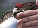 Click image for larger version. 

Name:	SH2193 -1007 04-Juvenile Great Spotted Woodpecker-Dendrocopos_major.jpg 
Views:	437 
Size:	316.1 KB 
ID:	14735