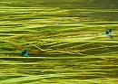 Click image for larger version. 

Name:	Banded Demoiselles 1.JPG 
Views:	147 
Size:	105.6 KB 
ID:	14739
