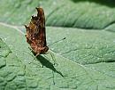 Click image for larger version. 

Name:	Comma (Polygonia c-album) DSC_0082.jpg 
Views:	154 
Size:	119.0 KB 
ID:	14775