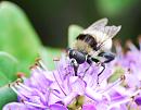 Click image for larger version. 

Name:	Hoverfly Volucella bombylans) DSC_0141.jpg 
Views:	194 
Size:	83.1 KB 
ID:	14786