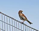 Click image for larger version. 

Name:	Reed Bunting (Emberiza schoeniclus) DSC_0059.jpg 
Views:	217 
Size:	63.8 KB 
ID:	14789