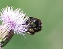 Click image for larger version. 

Name:	Red-tailed Bumblebee (Bombus lapidarius) DSC_0009.jpg 
Views:	211 
Size:	78.3 KB 
ID:	14794