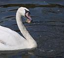 Click image for larger version. 

Name:	SH3595 -1007 10-Swan.jpg 
Views:	192 
Size:	412.2 KB 
ID:	14830