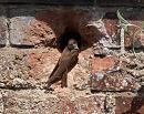 Click image for larger version. 

Name:	sand_martin_P7113842.jpg 
Views:	197 
Size:	292.6 KB 
ID:	14833