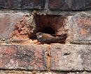 Click image for larger version. 

Name:	sand_martin_P7113866.jpg 
Views:	194 
Size:	238.0 KB 
ID:	14834