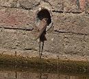 Click image for larger version. 

Name:	sand_martin_P7113878.jpg 
Views:	200 
Size:	487.3 KB 
ID:	14837