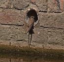 Click image for larger version. 

Name:	sand_martin_P7113880.jpg 
Views:	218 
Size:	510.0 KB 
ID:	14838