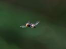 Click image for larger version. 

Name:	Hover Fly IMG_014 copy.jpg 
Views:	196 
Size:	149.5 KB 
ID:	14850