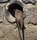 Click image for larger version. 

Name:	sand_martin_large-P7113884.jpg 
Views:	202 
Size:	228.4 KB 
ID:	14852