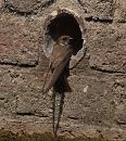 Click image for larger version. 

Name:	sand_martin_large_P7113880.jpg 
Views:	220 
Size:	353.9 KB 
ID:	14853