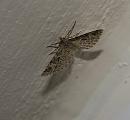 Click image for larger version. 

Name:	SH3811 -1007 11-Twenty-plume Moth-Alucita_hexadactyla.jpg 
Views:	207 
Size:	370.9 KB 
ID:	14855