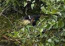 Click image for larger version. 

Name:	SH2696 -1007 08-Coot-Fulica_atra.jpg 
Views:	199 
Size:	353.4 KB 
ID:	14884