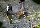 Click image for larger version. 

Name:	SH2916 -1007 08-Coot-Fulica Atra.jpg 
Views:	197 
Size:	368.7 KB 
ID:	14886