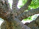 Click image for larger version. 

Name:	Mulberry Tree 1658 - SHRUNK.jpg 
Views:	161 
Size:	206.3 KB 
ID:	1489