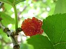 Click image for larger version. 

Name:	Mulberry Fruit 1664 - SHRUNK.jpg 
Views:	160 
Size:	192.1 KB 
ID:	1490