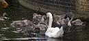 Click image for larger version. 

Name:	SH3144 -1007 10-Swan and Cygnets.jpg 
Views:	428 
Size:	380.9 KB 
ID:	14916
