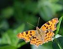 Click image for larger version. 

Name:	Comma (Polygonia c-album) DSC_0057 (2).jpg 
Views:	173 
Size:	103.1 KB 
ID:	14936