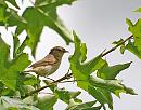 Click image for larger version. 

Name:	Willow Warbler (Phylloscopus trochilus) DSC_0023.jpg 
Views:	201 
Size:	114.4 KB 
ID:	14976