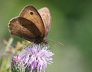 Click image for larger version. 

Name:	Meadow Brown (Maniola jurtina) DSC_0129.jpg 
Views:	153 
Size:	87.8 KB 
ID:	14979