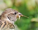 Click image for larger version. 

Name:	House Sparrow (Passer domesticus) DSC_0199.JPG 
Views:	193 
Size:	100.2 KB 
ID:	15004