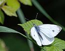 Click image for larger version. 

Name:	Small Whire (Pieris rapae) DSC_0168.JPG 
Views:	207 
Size:	76.1 KB 
ID:	15010
