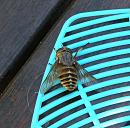 Click image for larger version. 

Name:	Hoverfly, or what 2.JPG 
Views:	757 
Size:	673.0 KB 
ID:	15011