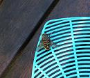 Click image for larger version. 

Name:	Hoverfly, or what.JPG 
Views:	260 
Size:	76.3 KB 
ID:	15012