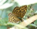 Click image for larger version. 

Name:	silver-washed_fritillary_P7184446.jpg 
Views:	196 
Size:	404.5 KB 
ID:	15015