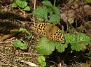 Click image for larger version. 

Name:	silver-washed_fritillary_P7184090.jpg 
Views:	191 
Size:	470.7 KB 
ID:	15016