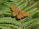 Click image for larger version. 

Name:	silver-washed_fritillary_male_P7184009.jpg 
Views:	195 
Size:	669.0 KB 
ID:	15017