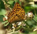 Click image for larger version. 

Name:	silver_washed_fritillary_P7184047.jpg 
Views:	197 
Size:	325.9 KB 
ID:	15018