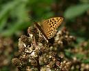 Click image for larger version. 

Name:	silver-washed_fritillary_female-P7184022.jpg 
Views:	180 
Size:	319.9 KB 
ID:	15021