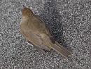 Click image for larger version. 

Name:	4669 -1007 19-Female Blackcap.jpg 
Views:	284 
Size:	334.9 KB 
ID:	15028