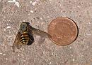 Click image for larger version. 

Name:	Giant Horsefly 1.JPG 
Views:	6602 
Size:	153.9 KB 
ID:	15029