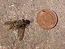 Click image for larger version. 

Name:	Giant Horsefly 2.JPG 
Views:	2557 
Size:	170.0 KB 
ID:	15030