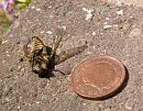 Click image for larger version. 

Name:	Giant Horsefly 3.JPG 
Views:	2324 
Size:	163.6 KB 
ID:	15031