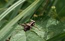 Click image for larger version. 

Name:	dark_bush_cricket_P7184097.jpg 
Views:	293 
Size:	543.4 KB 
ID:	15068