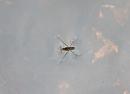 Click image for larger version. 

Name:	Pond Skater (Gerris lacustris) IMG_0020_edited-2.jpg 
Views:	630 
Size:	319.0 KB 
ID:	15078