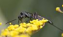 Click image for larger version. 

Name:	SH5124 -1007 20-Ichneumon wasp-female Gasteruption jaculator.jpg 
Views:	353 
Size:	277.1 KB 
ID:	15086