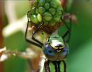 Click image for larger version. 

Name:	Southern Hawker (Aeshna cyanea) DSC_0138.jpg 
Views:	191 
Size:	68.9 KB 
ID:	15097