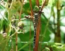 Click image for larger version. 

Name:	Southern Hawker (Aeshna cyanea) DSC_0133.jpg 
Views:	184 
Size:	110.0 KB 
ID:	15098