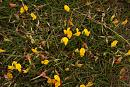 Click image for larger version. 

Name:	Birsfoot Trefoil (Lotus corniculatis L.) IMG_0031_edited-2.jpg 
Views:	247 
Size:	564.9 KB 
ID:	15100