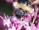 Click image for larger version. 

Name:	Vestal cuckoo bee  (Bombus vestalis) DSC_0338.jpg 
Views:	177 
Size:	88.1 KB 
ID:	15106