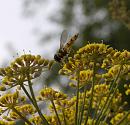 Click image for larger version. 

Name:	SH5224 -1007 19-Hoverfly.jpg 
Views:	164 
Size:	361.7 KB 
ID:	15108
