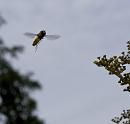 Click image for larger version. 

Name:	SH5209 -1007 19-hoverfly.jpg 
Views:	151 
Size:	298.6 KB 
ID:	15110