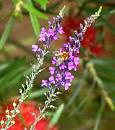Click image for larger version. 

Name:	Toadflax (Linaria 2) a.JPG 
Views:	243 
Size:	28.2 KB 
ID:	15111